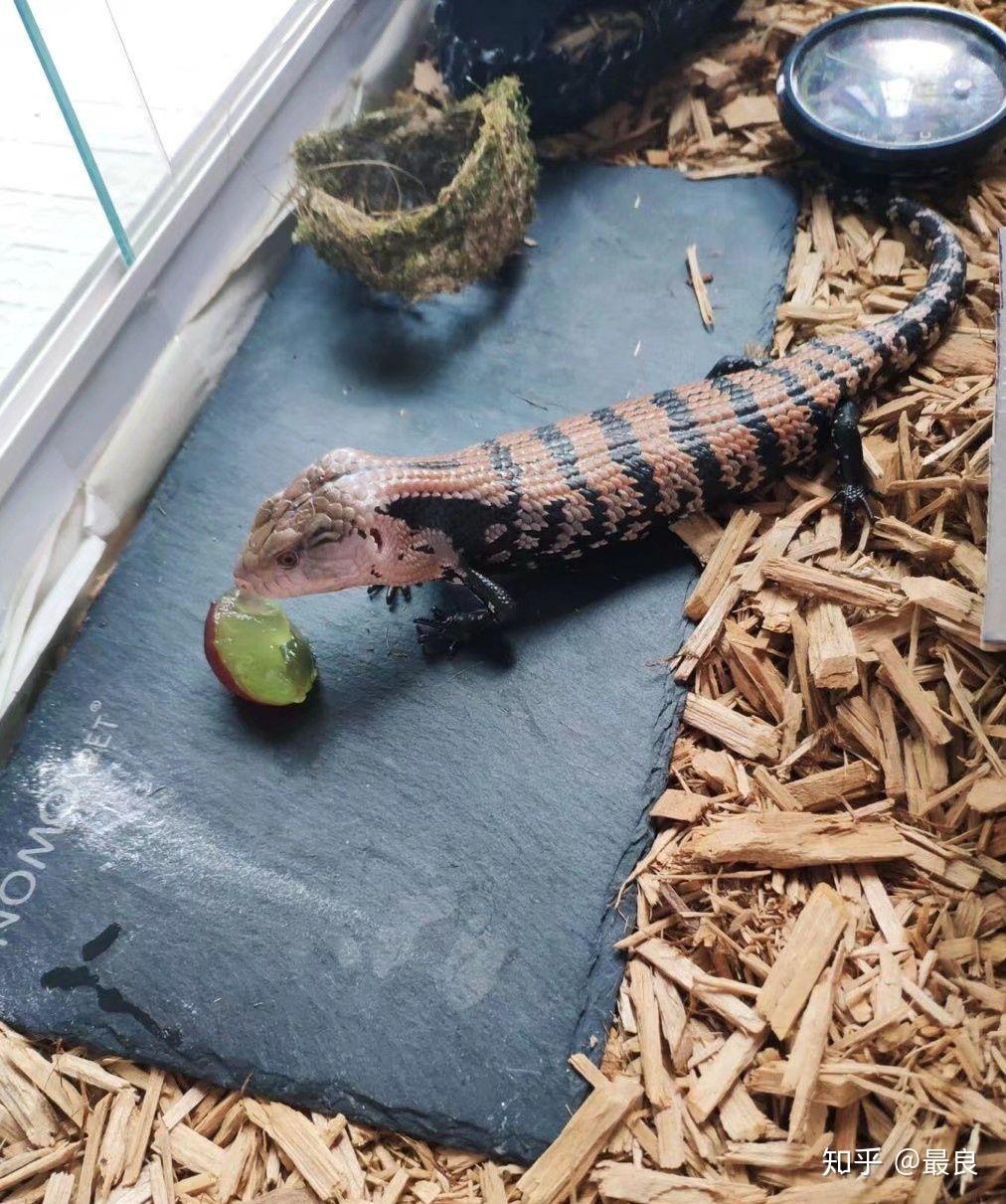 有哪些可爱的短腿儿小动物