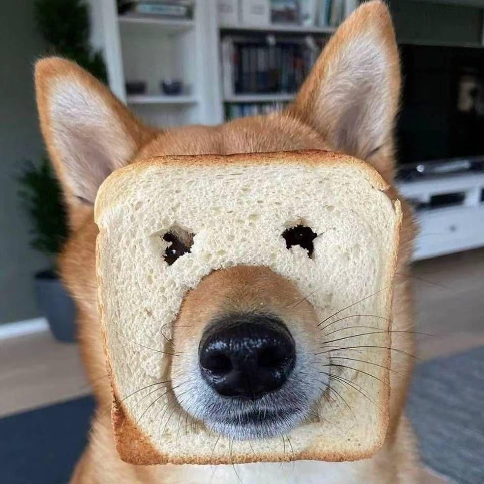 有没有沙雕的头像? - 知乎