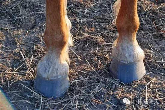 啥叫奇蹄目,就是脚趾数目是奇数的一类哺乳动物.