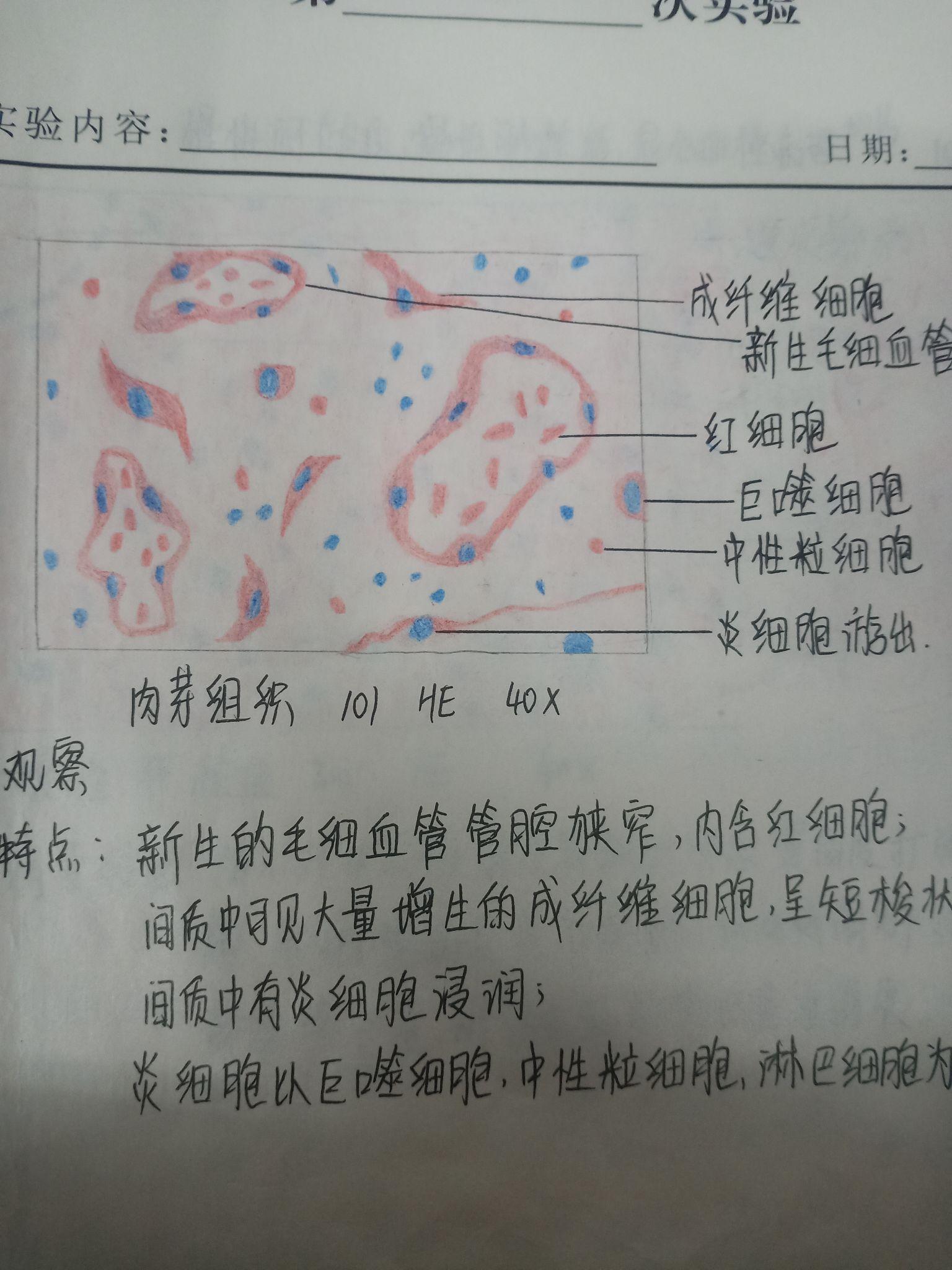 中性粒细胞绘图红蓝图片