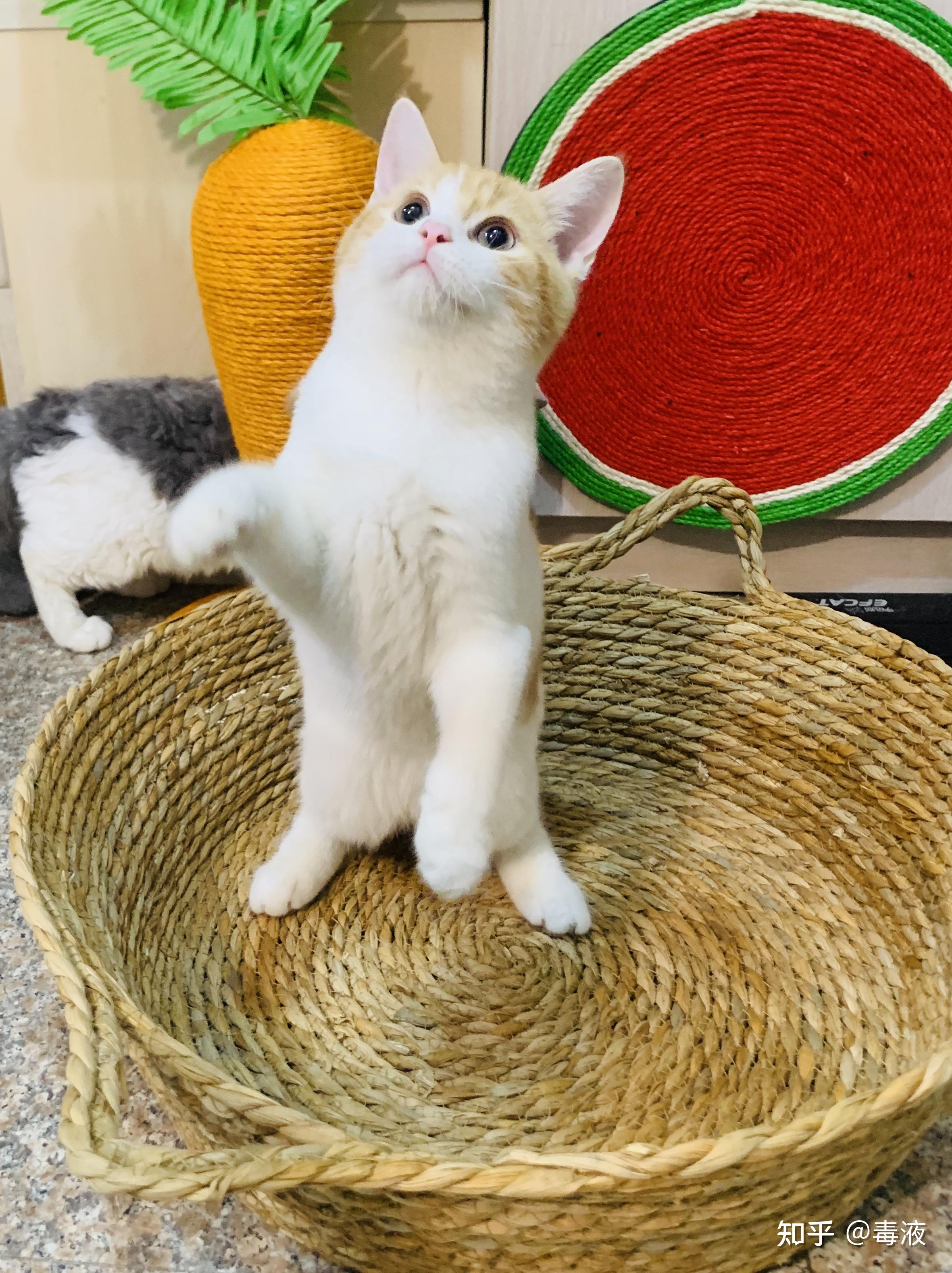 英国短毛猫红虎斑加白弟弟找新家