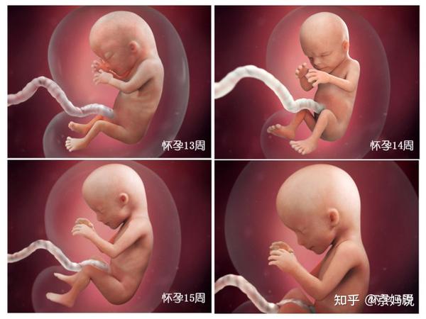 胎儿40周 变身记 从0 5厘米受精卵到50厘米宝宝 过程很神奇 知乎