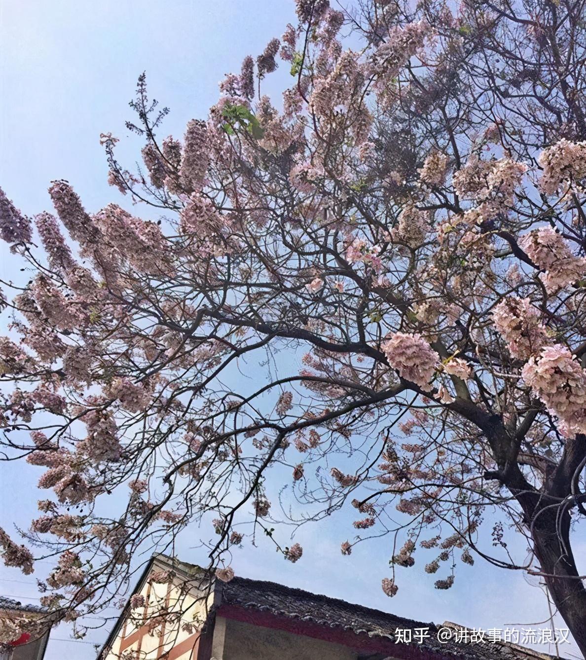 知乎