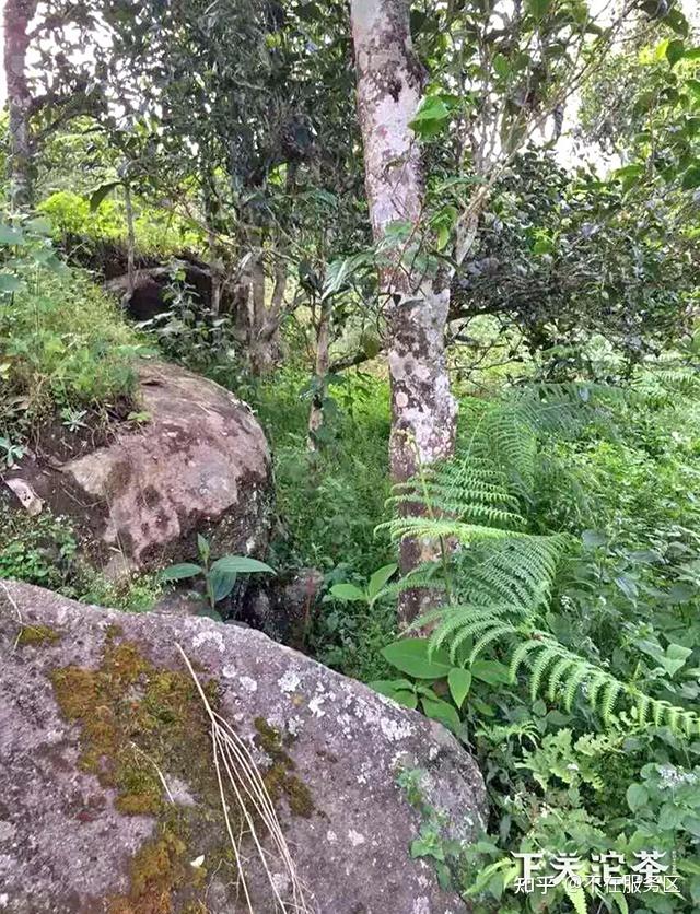 岩子头古树茶位于什么地方是如何制作的