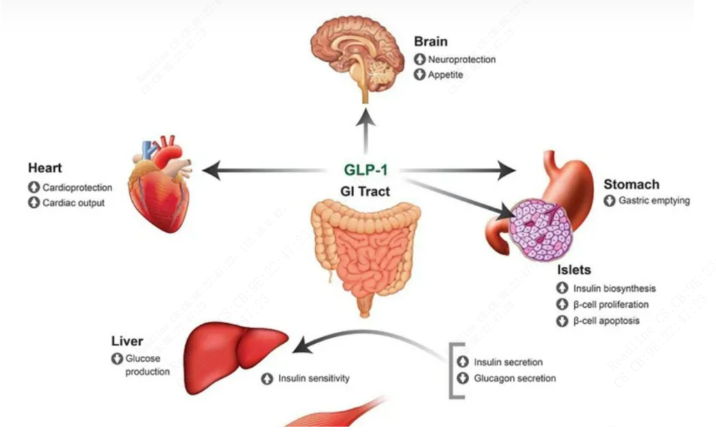 what is gip and glp-1 receptors Targeting GLP-1, GIP & GCG in Obesity and Type 2 Diabetes Research