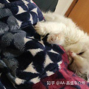 当自家的猫咪便秘了怎么办 亲身经历少走弯路 知乎