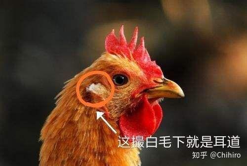 鸡为什么没有耳朵