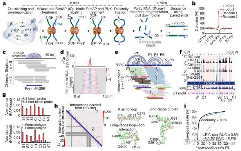 RIC-seq:捕获全局RNA-RNA互作 - 知乎