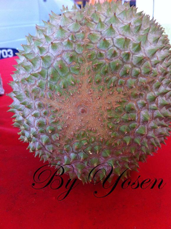 正宗马来西亚猫山王榴莲教学贴