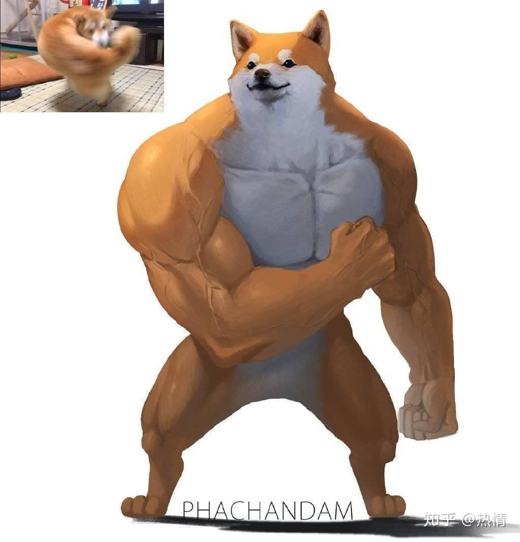 想要这张阿柴犬总的肌肉原图- 知乎