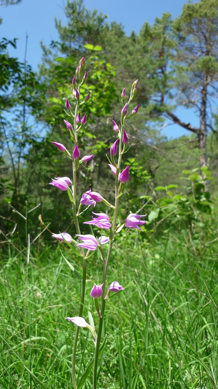 兰花分为多少品种