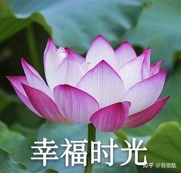 花开富贵土味表情包图片