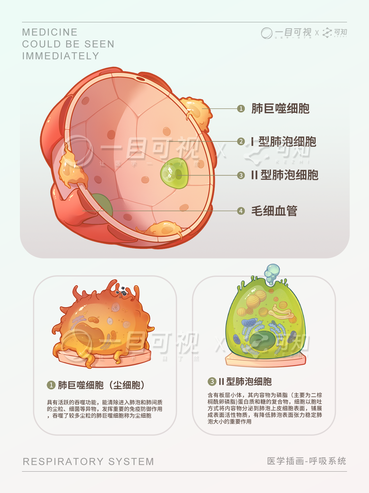 肺泡解剖 | 肺泡精细结构 - 知乎