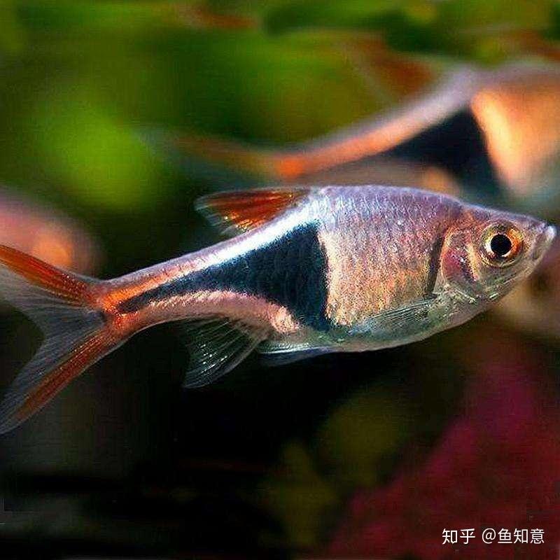 蓝三角灯有一个变异品种:紫艳三角灯,体表为华丽迷幻的靛青色,只在眼
