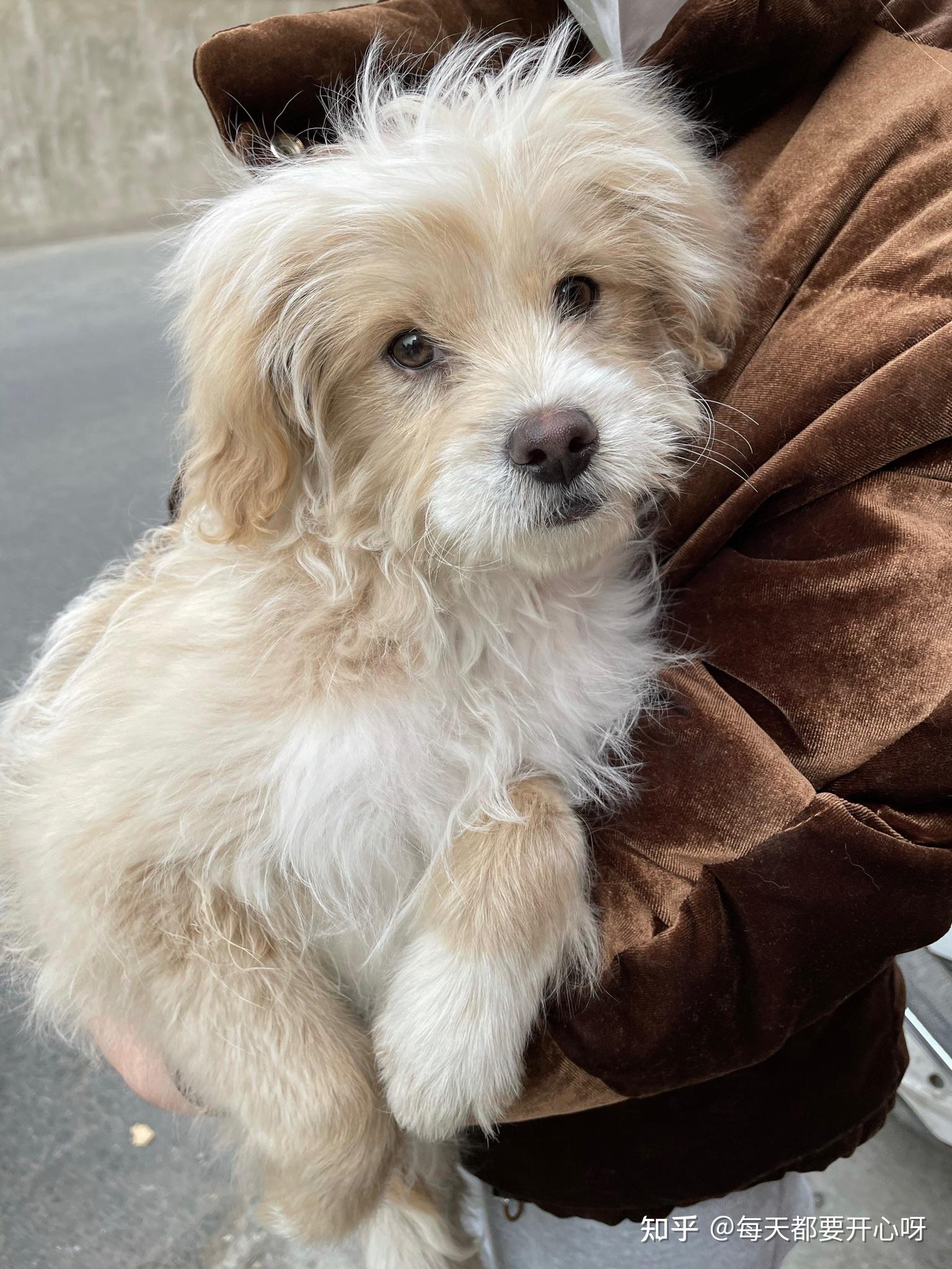 串串狗的颜值可以多高? - 知乎