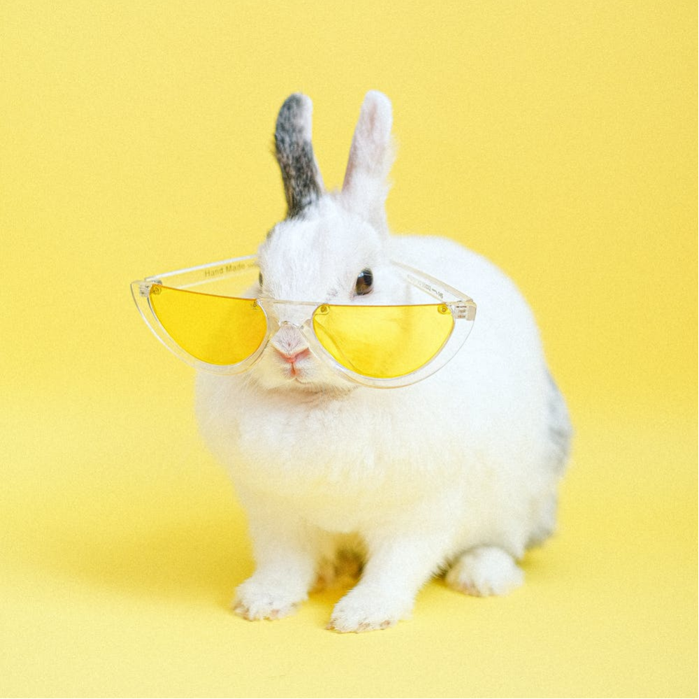 有没有超级可爱的兔子头像? - 知乎