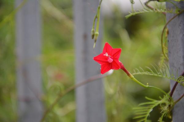 五种阳台爬藤植物 三月播种 5月开花 知乎