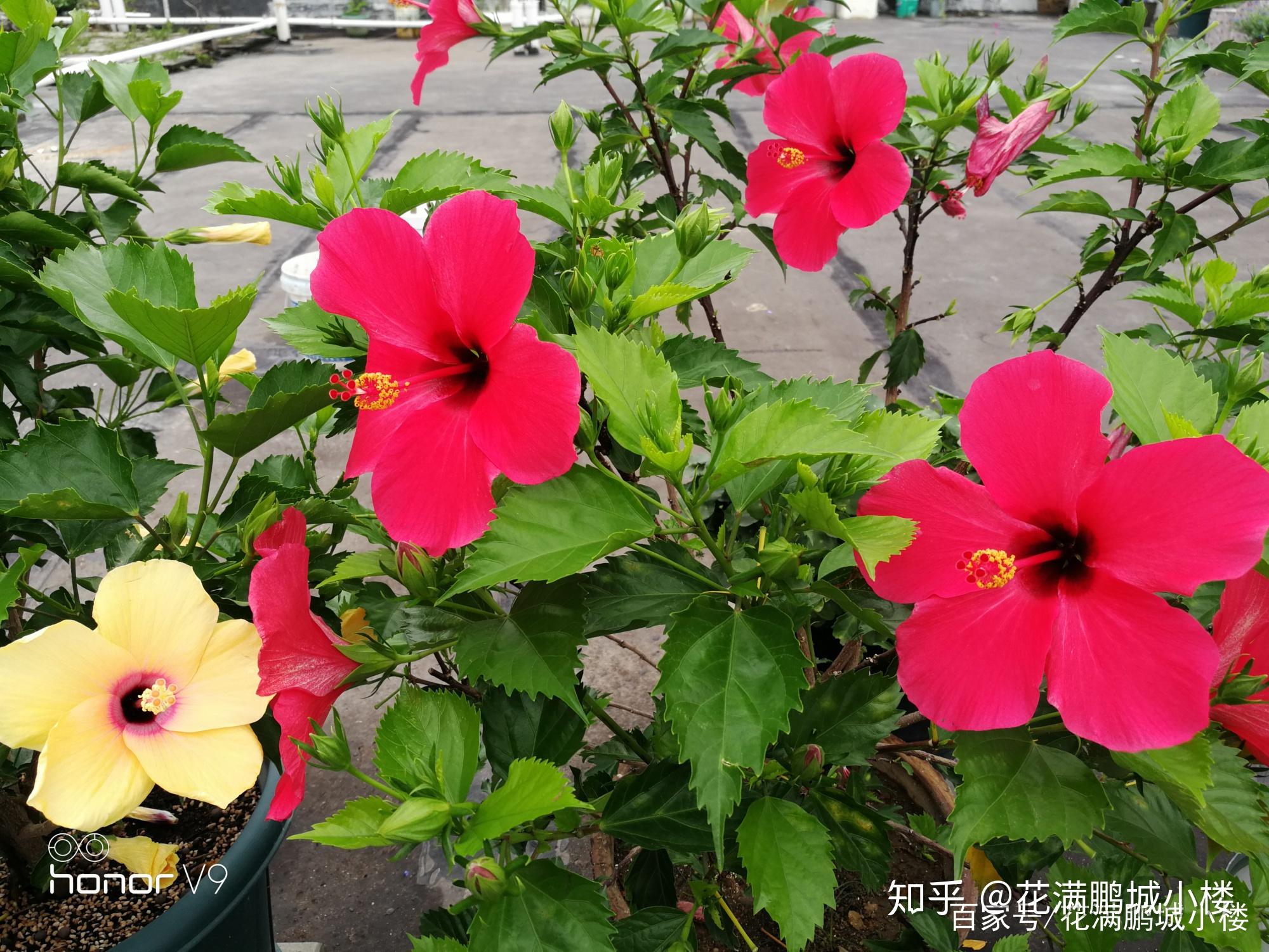 朱瑾花——花大艳丽又皮实耐晒 - 知乎
