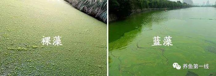 奇谈:对蓝藻"水华"的认识误区和科学利用与清除方法