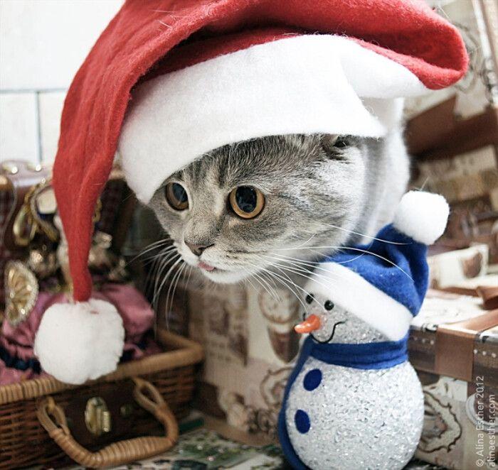 有没有圣诞节的猫咪头像啊