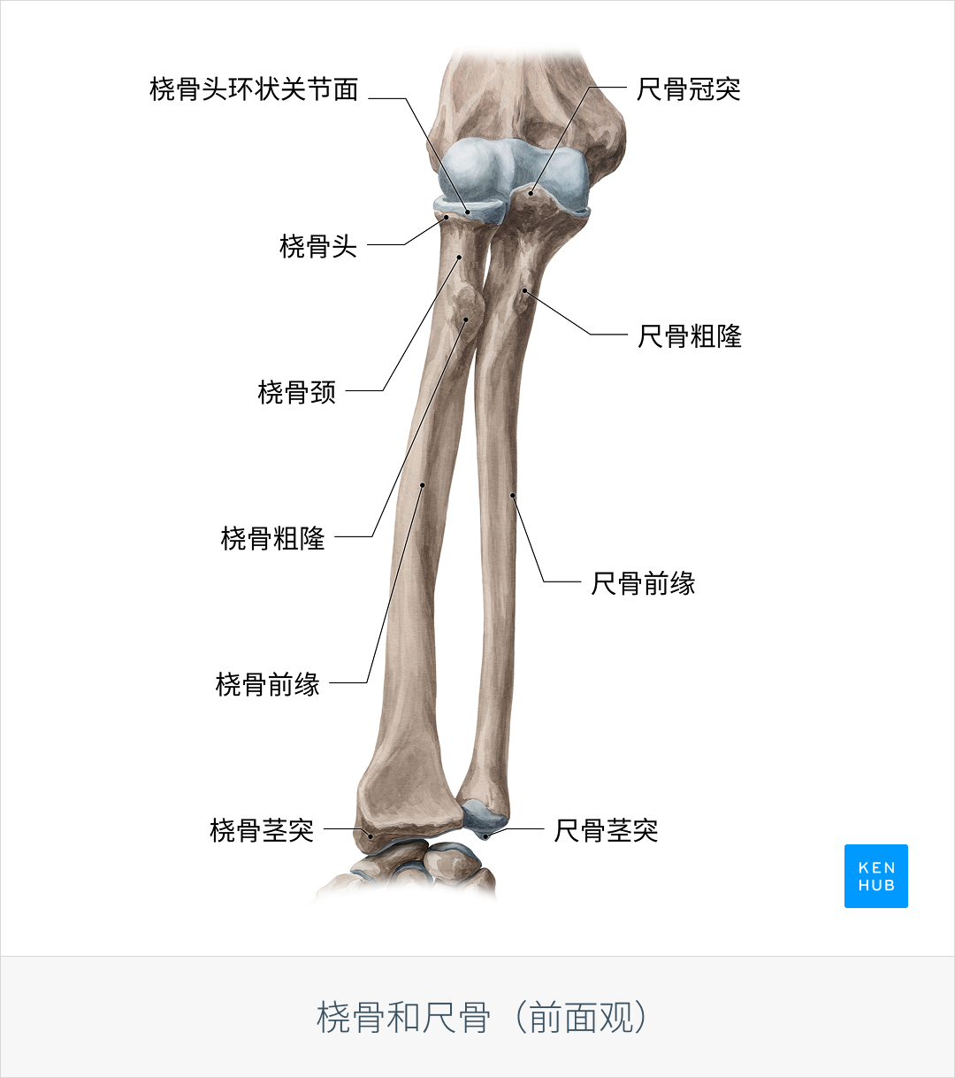上肢解剖学:肘和前臂 - 知乎