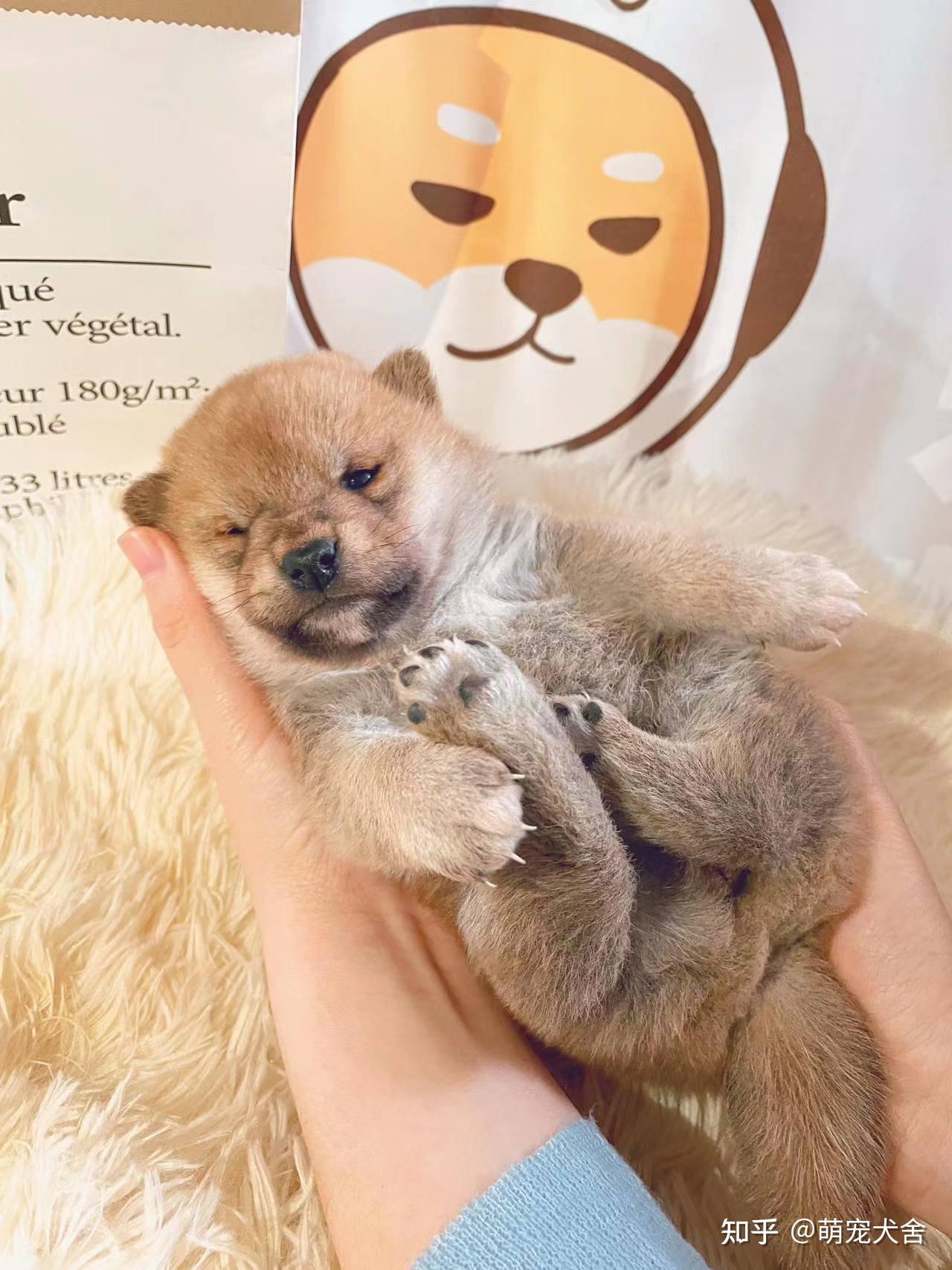 柴犬在网上哪个平台买？ - 知乎