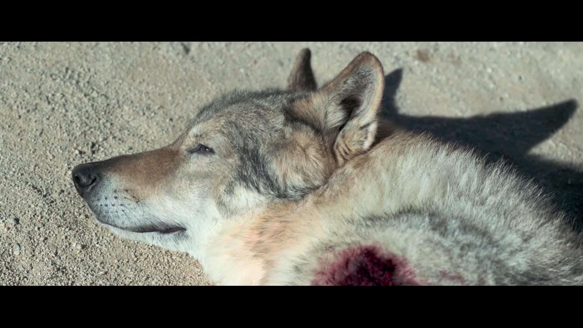 山林喋血猎人救下受伤的小狼崽母狼为报恩帮他赶走鬼子