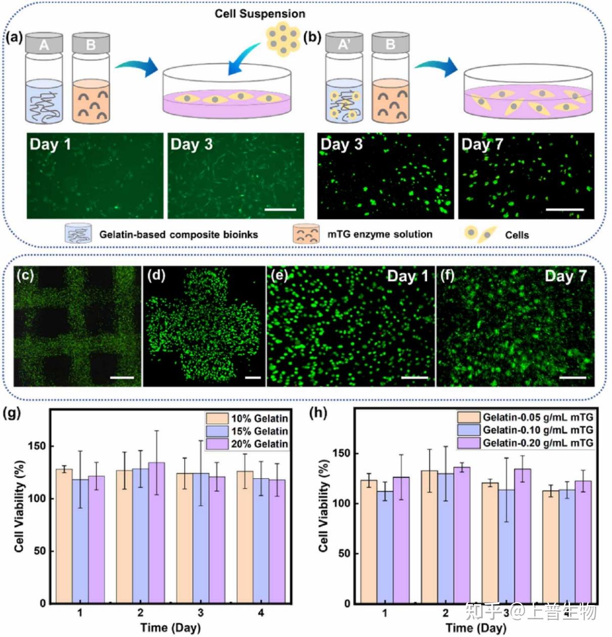 biofabrication一种可用于3d打印的原位快速温和聚合成形的新型生物