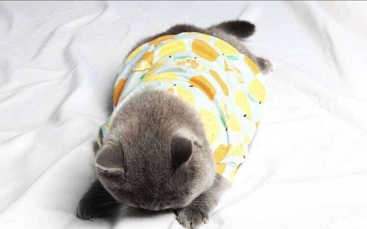 网传QGhappy的cat(猫神)与Yang(老杨)即将转会