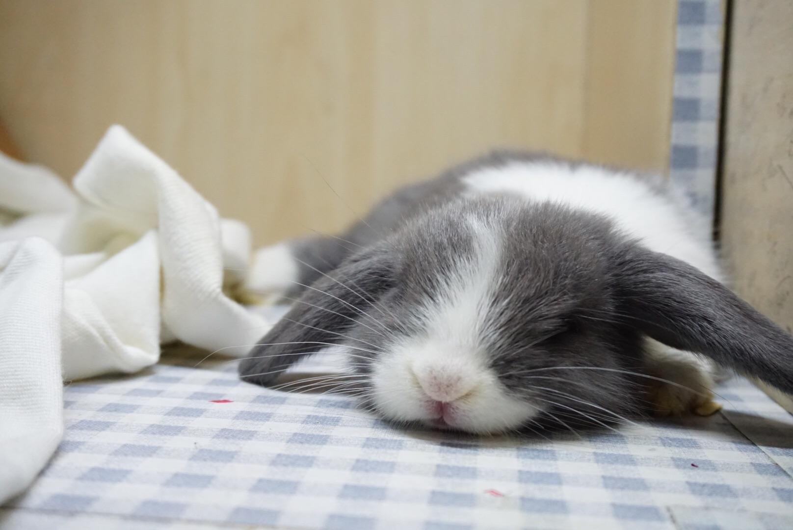 怎么教兔子认人?怎么跟兔子培养感情?