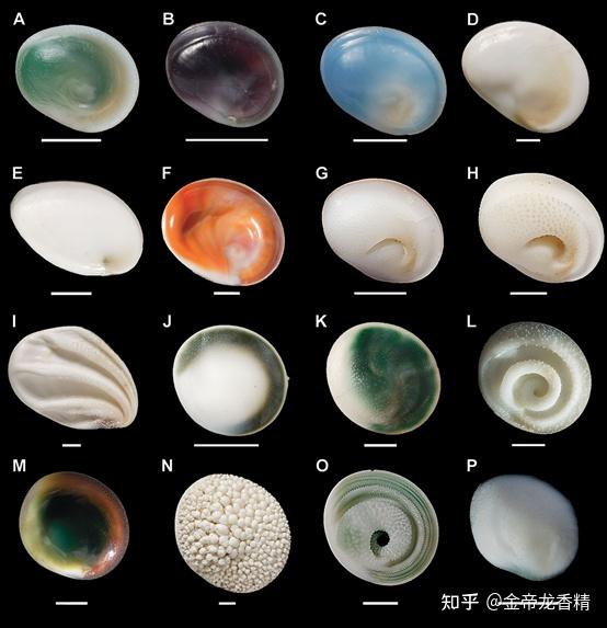 香精与香料(93)—甲香 - 知乎