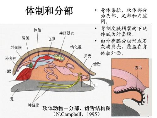 齿舌是软体动物特有的器官,位口腔底部的舌突起(od