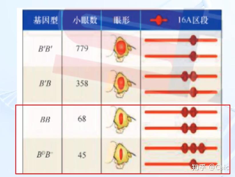 遗传学_6 染色体结构变异 - 知乎