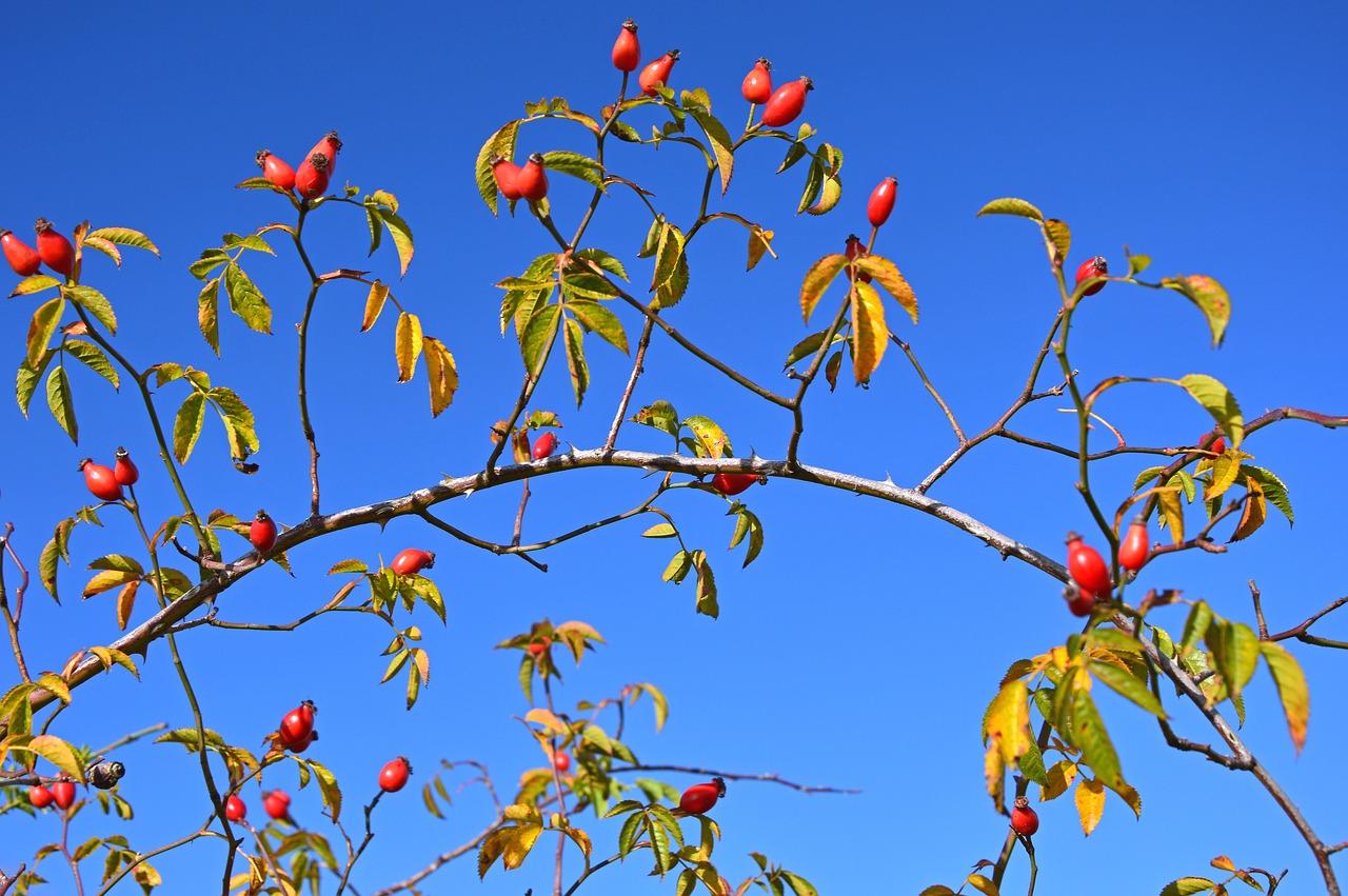 2. 月见草播种时间