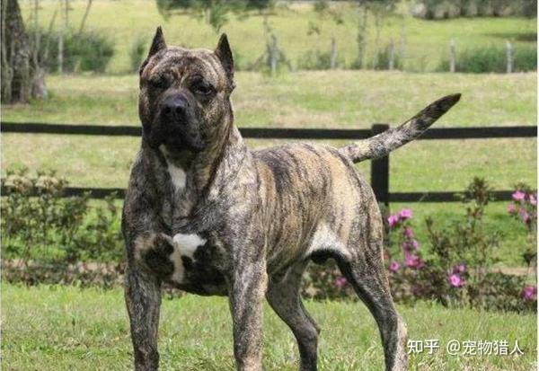 各国猛犬大全 建议收藏 知乎 各国猛犬大全 建议收藏 知乎