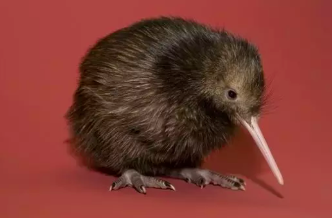 几维鸟其实鸮鹦鹉的遇敌僵硬和夜间活动的生存策略,对付白天才在天上