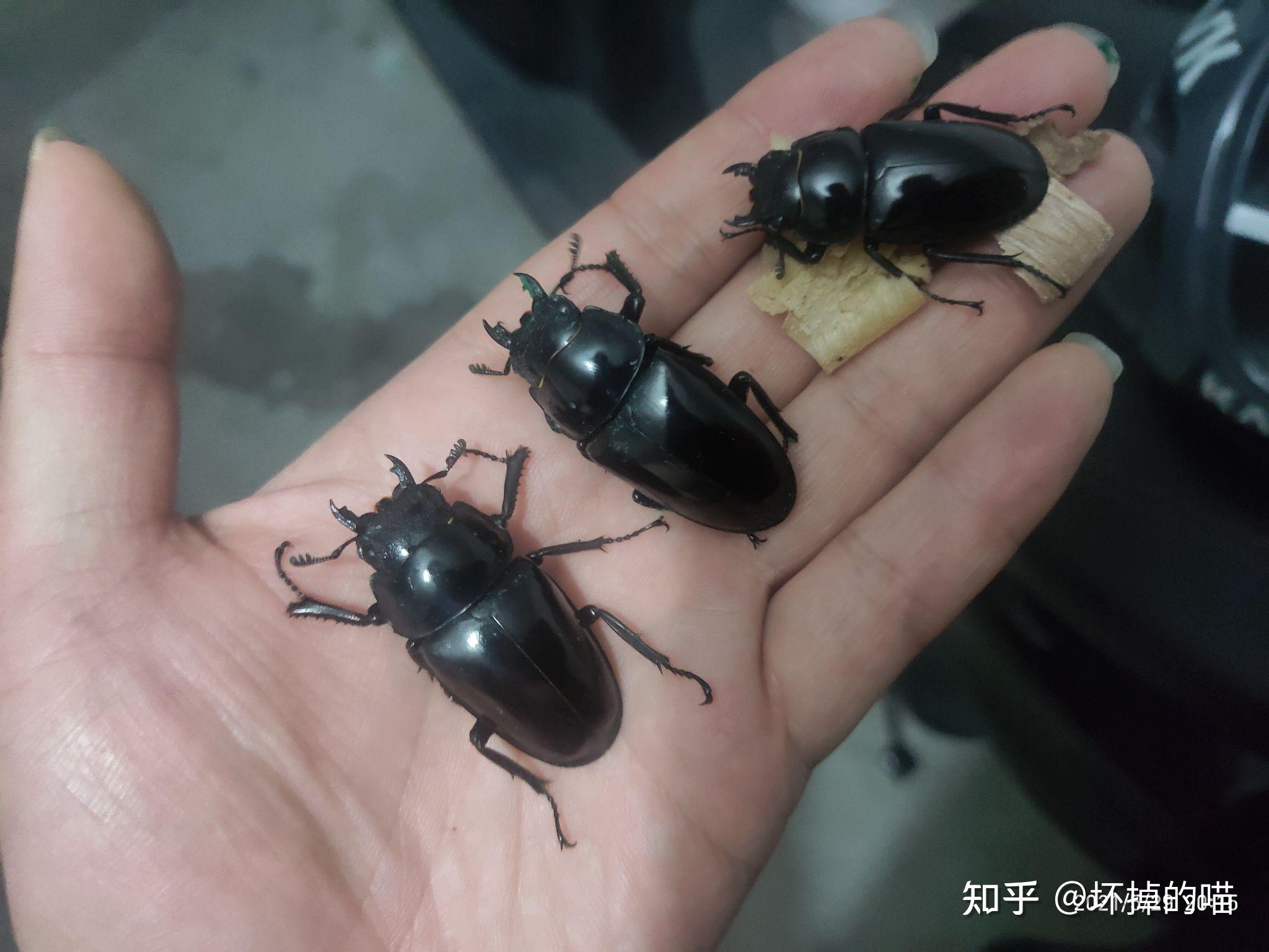 如何区分孔夫子锹甲的母虫? - 知乎