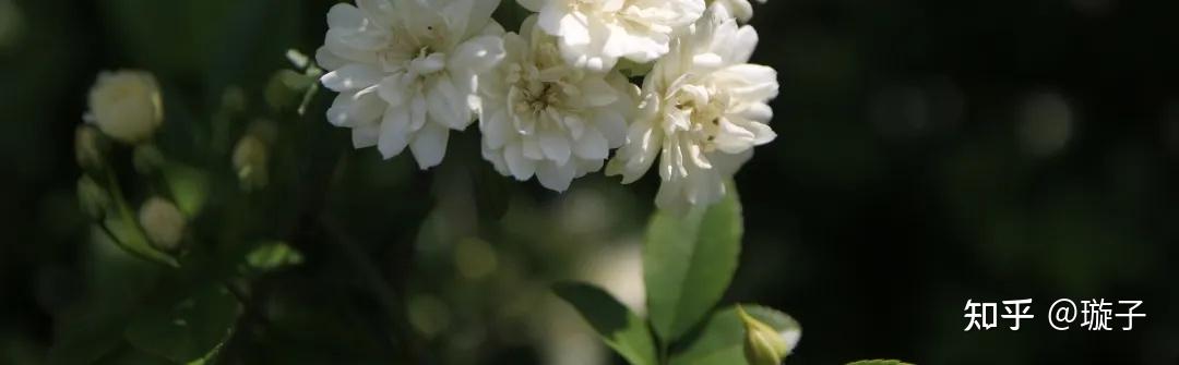 《紅樓夢》中十二釵在抽取花名籤時,麝月抽到的籤為