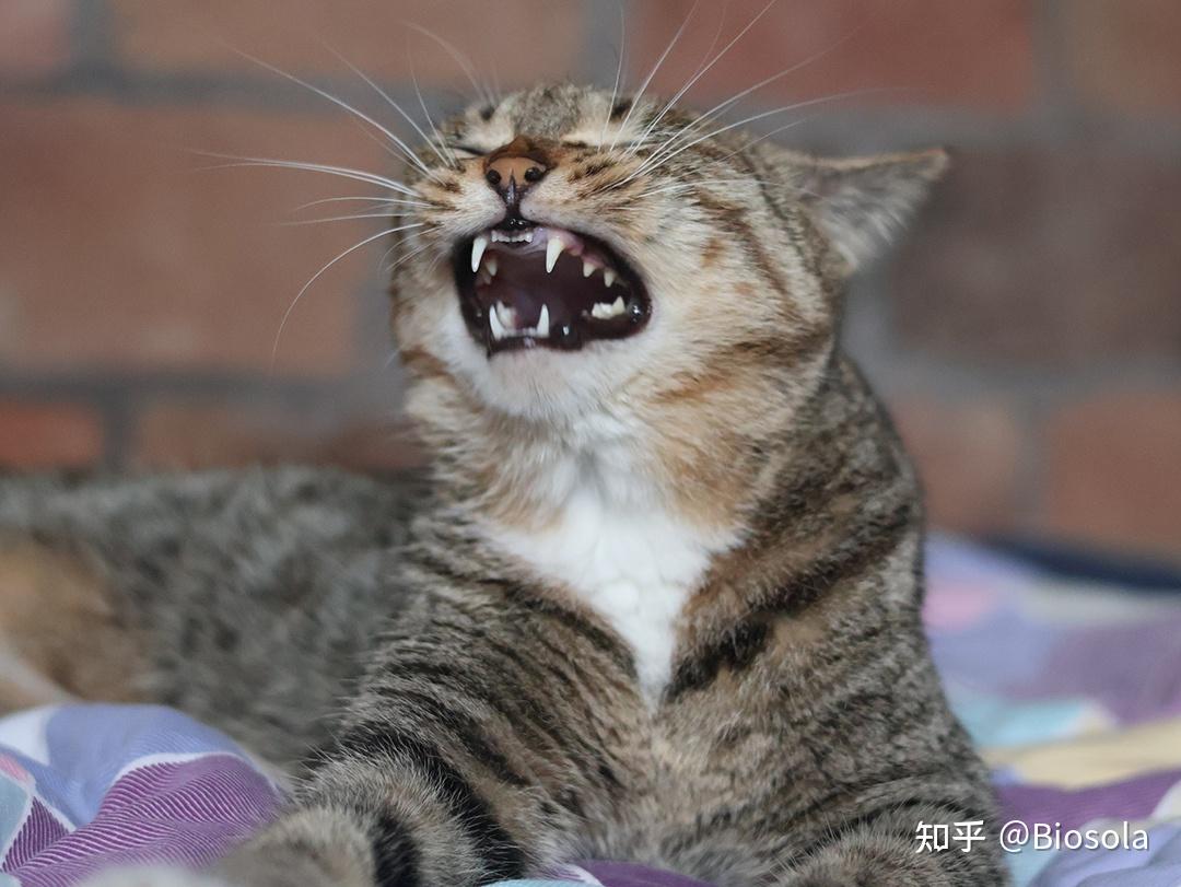 为什么不能打猫?打猫可能会对猫咪造成大伤害? - 知乎