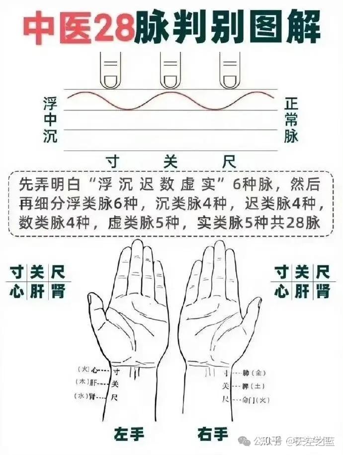 中医的“把脉”是什么原理? - 知乎