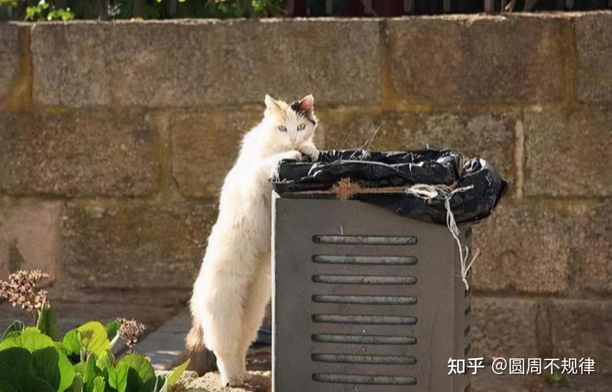 冬季流浪猫经常待的几个地方,希望大家不要驱赶