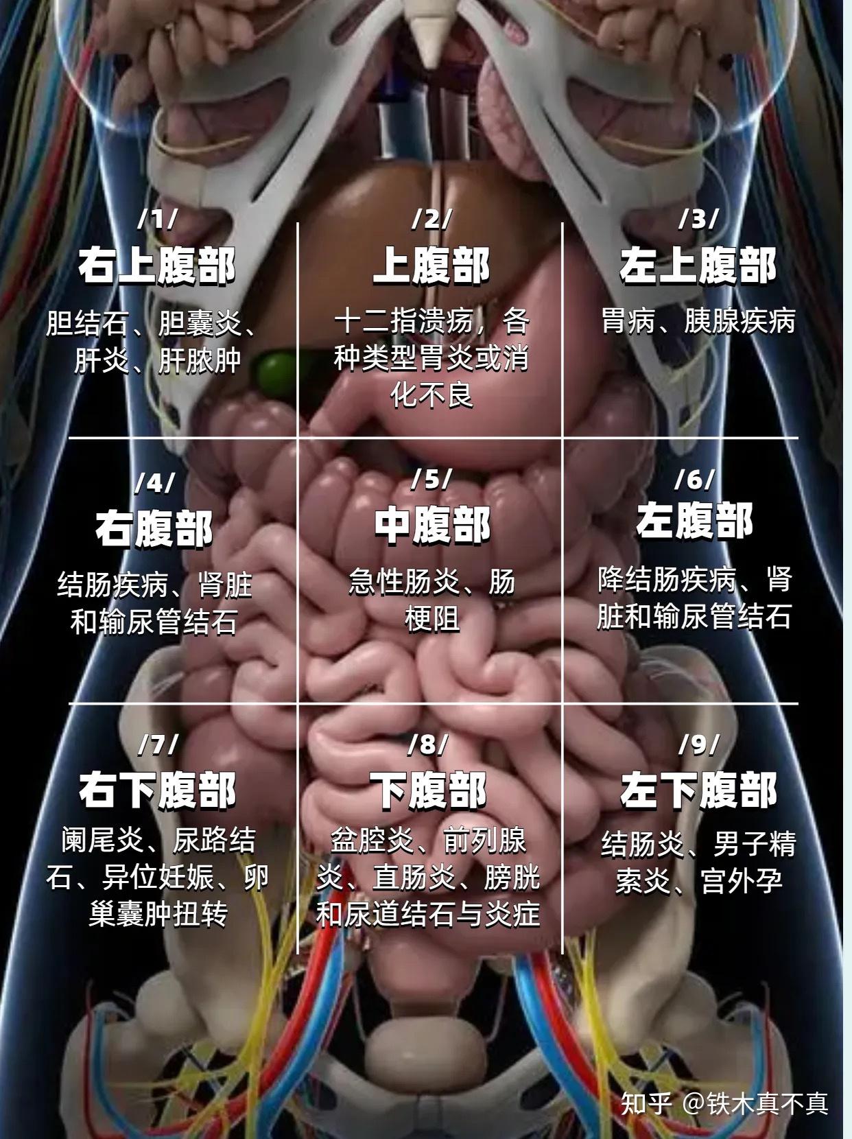 肚子痛到底是哪里痛消化专家给你专业解答推荐收藏