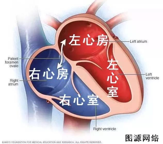心脏心室心房图流经图片