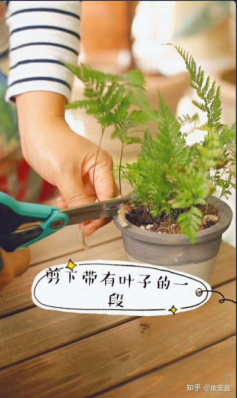 狼尾蕨怎么分株