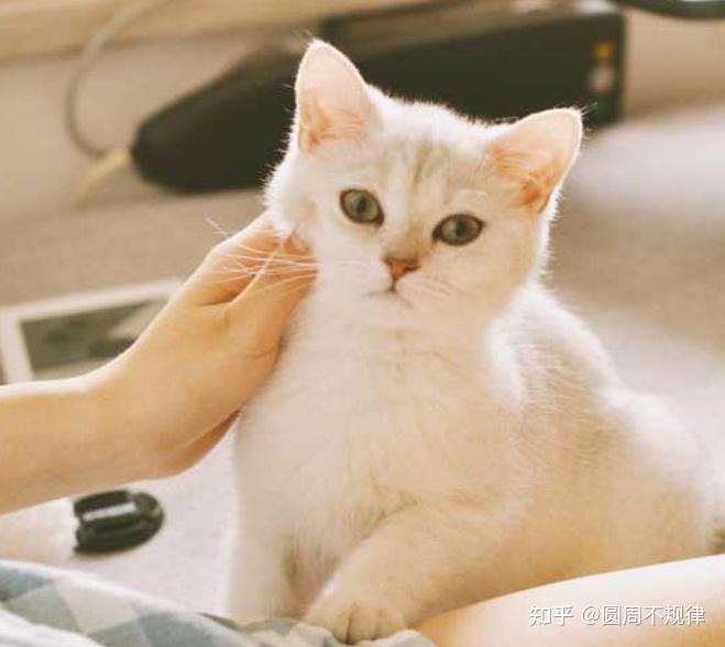 养猫的5个好处,和3个坏处,能接受再养 - 知乎