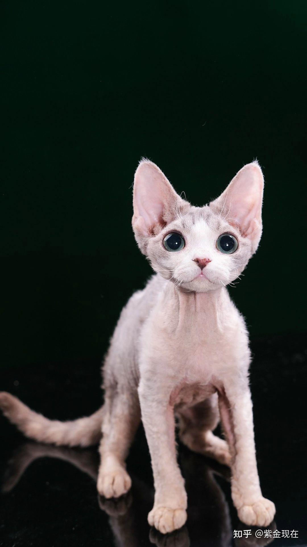 德文卷毛猫高清图片