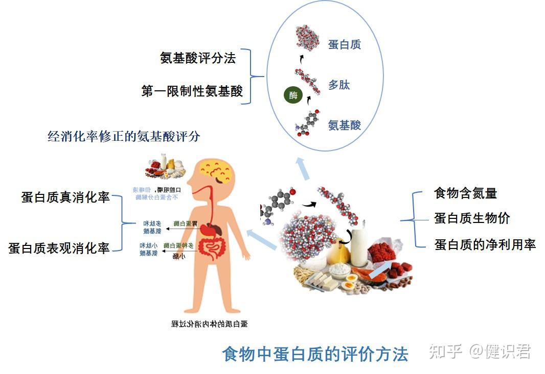 限制氨基酸图片