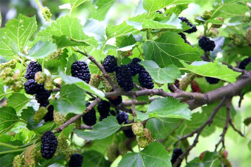 农村最常见的桑树叶有什么功效 可以用来种植创业致富吗 知乎