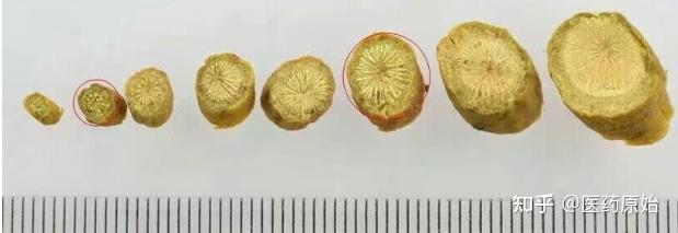 带你识别槲寄生 - 知乎