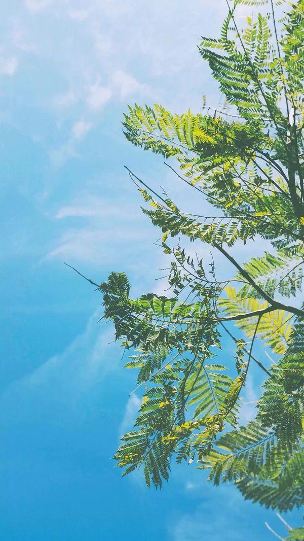 有哪些让你一眼万年的绿色系壁纸?(绿色壁纸大全图片清新自然)